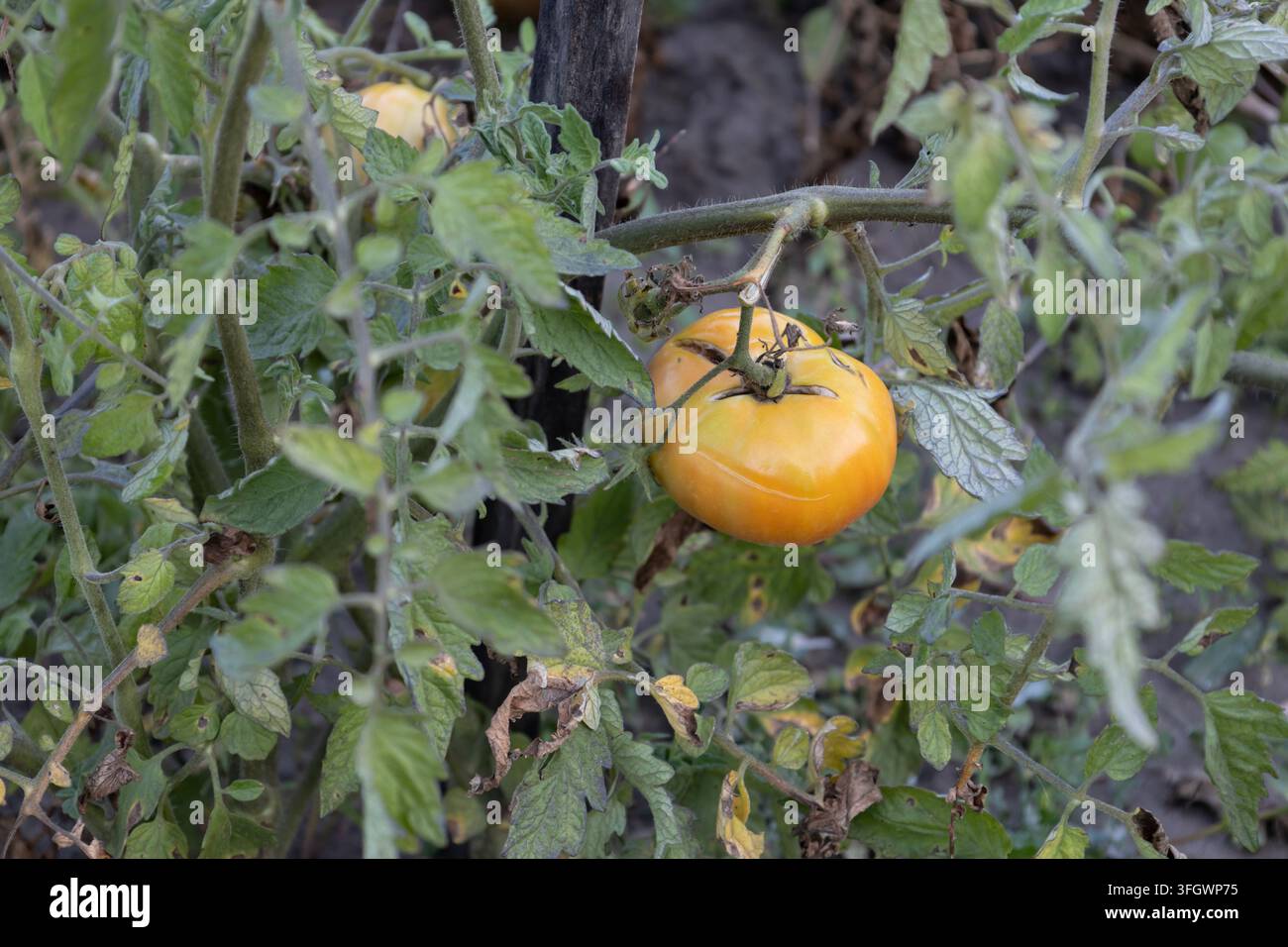Pomodoro giallo incrinato che matura su un tralcio in un orto domestico. Disturbo fisiologico del frutto con pelle spaccata causato da irrigazione irregolare o pioggia abbondante Foto Stock