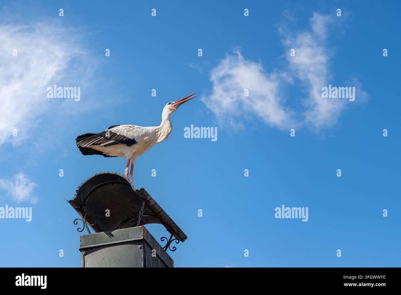 Ciconia bianca appollaiata su un cappello da camino con il suo lungo becco rosso rivolto verso il cielo. Nuvole bianche e sottili dietro l'uccello enfatizzano la posa verso l'alto Foto Stock