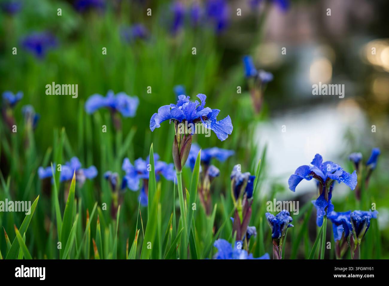 Iris sibirica ‘Super Ego’, iris siberiano, con standardi blu pallido increspati e petali blu violetto più scuri che sfumano verso il bianco ai bordi. Foto Stock