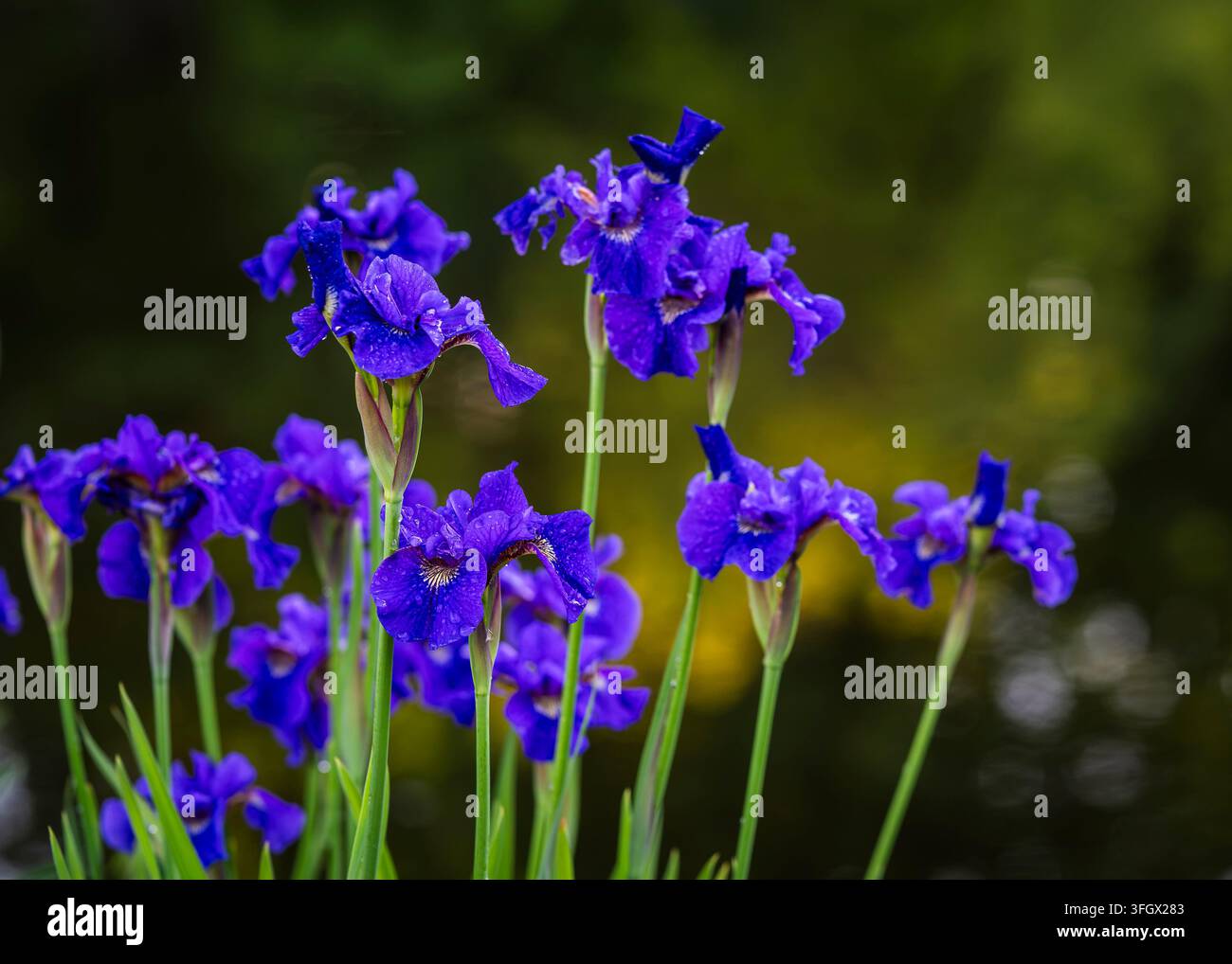 Iris sibirica Ruffled Velvet, l'iride siberica risplende in un viola scuro dopo una doccia estiva Foto Stock