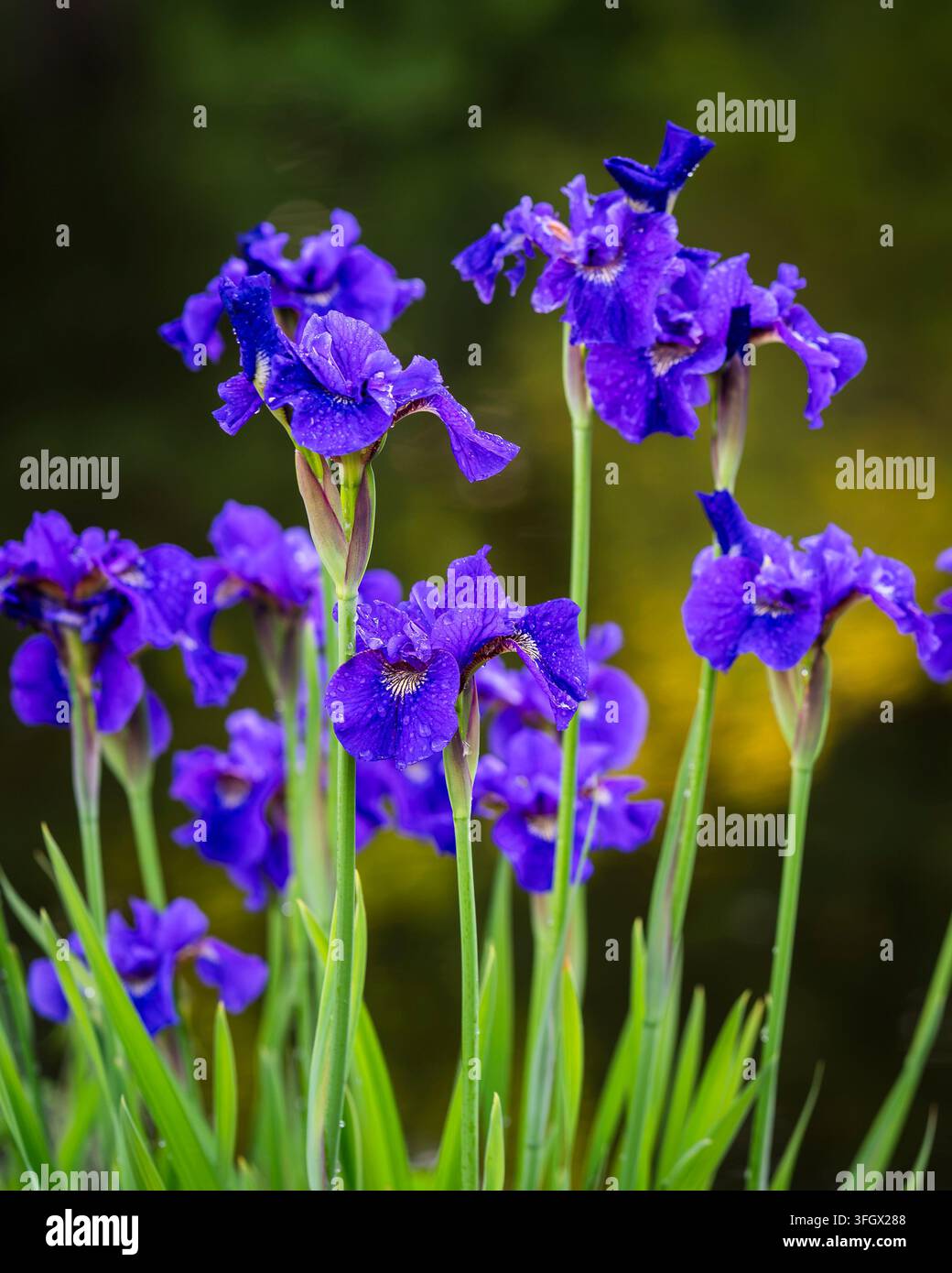 Iris sibirica Ruffled Velvet, l'iride siberica risplende in un viola scuro dopo una doccia estiva Foto Stock