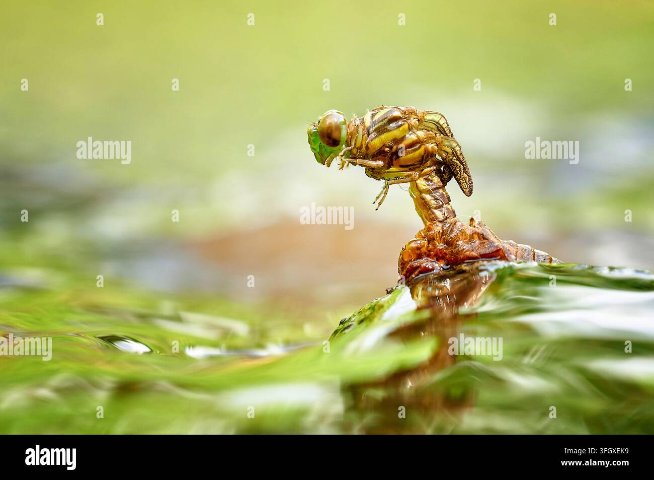 Vista di una libellula che emerge dal suo stadio di ninfa su uno stelo di pianta sopra l’acqua a Muncul, Banyubiru, Giava centrale, Indonesia. Foto Stock