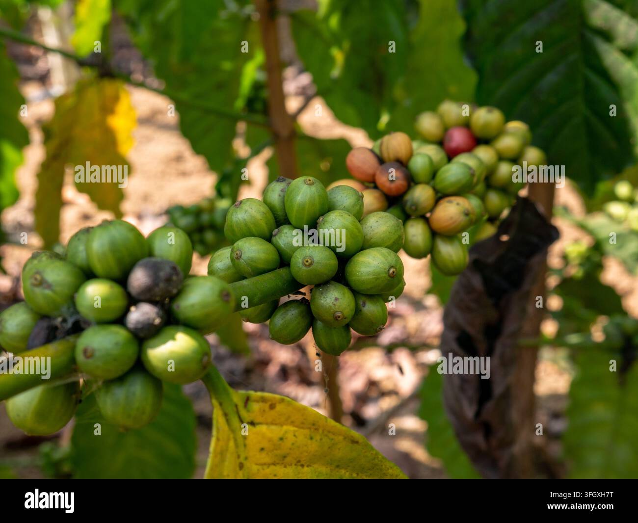 Prospettiva ravvicinata dei frutti di caffè biologici che passano dal verde all'arancione e al rosso su un tronco d'albero in una fattoria di raccolta tropicale. Foto Stock