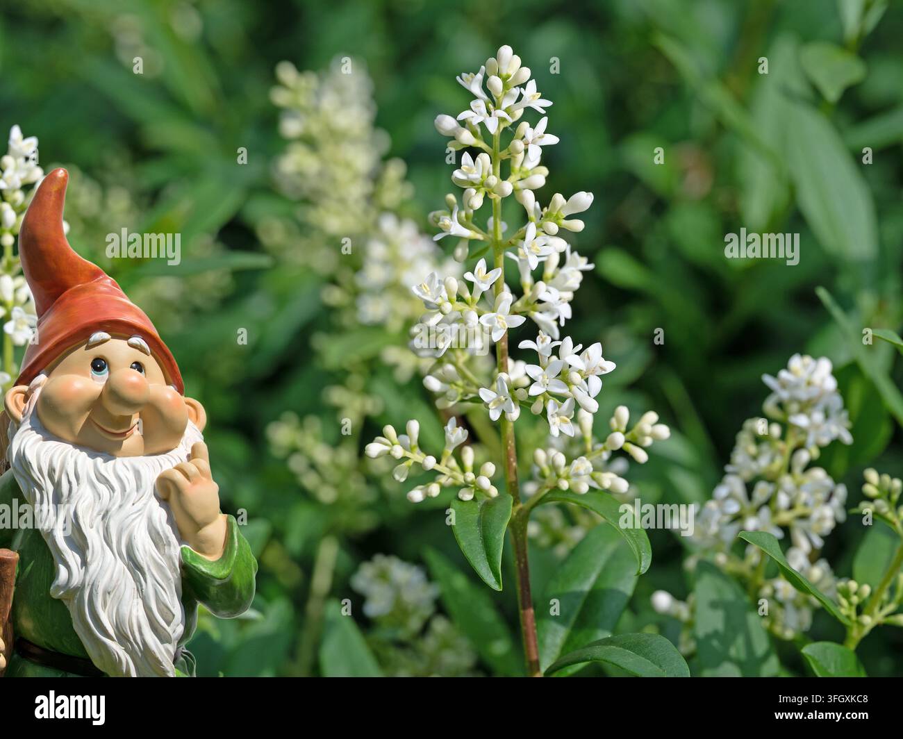 Fiore privato, Ligustrum, all'inizio dell'estate Foto Stock