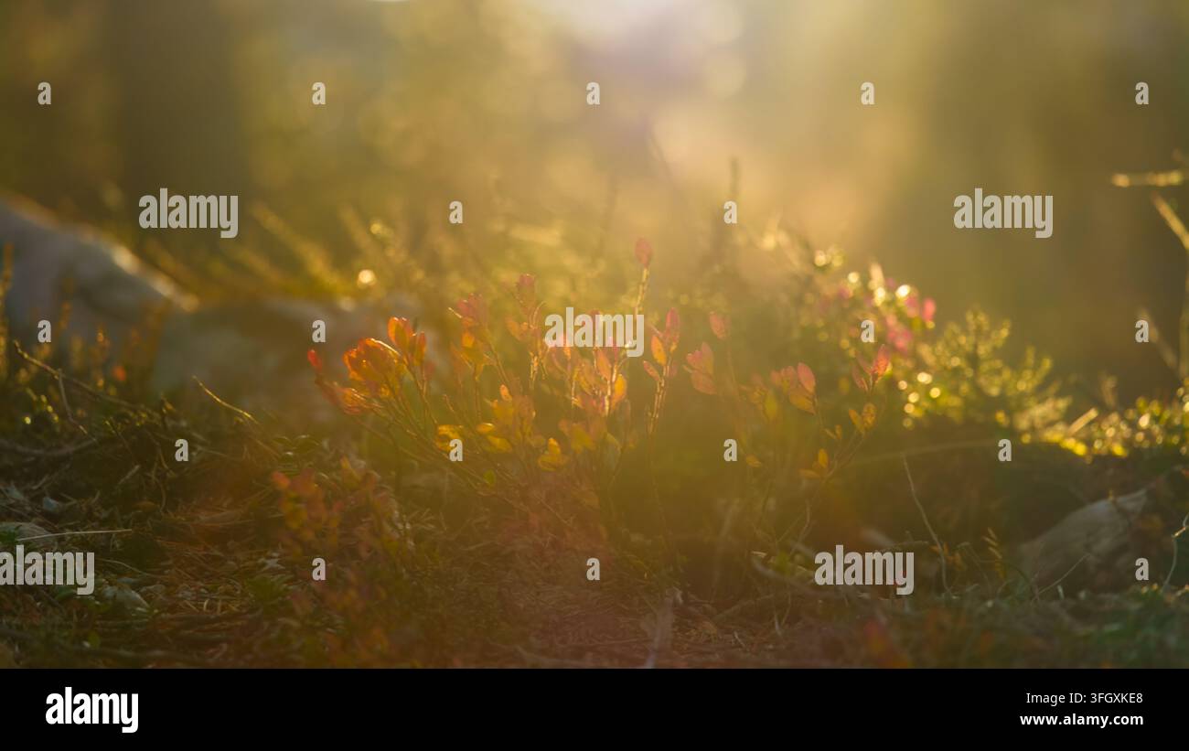 Il calore del sole autunnale avvolge gli arbusti nani rossi su un suolo boschivo roccioso a Telemark, in Norvegia, creando una scena dolcemente luminosa per la natura stagionale, ch Foto Stock