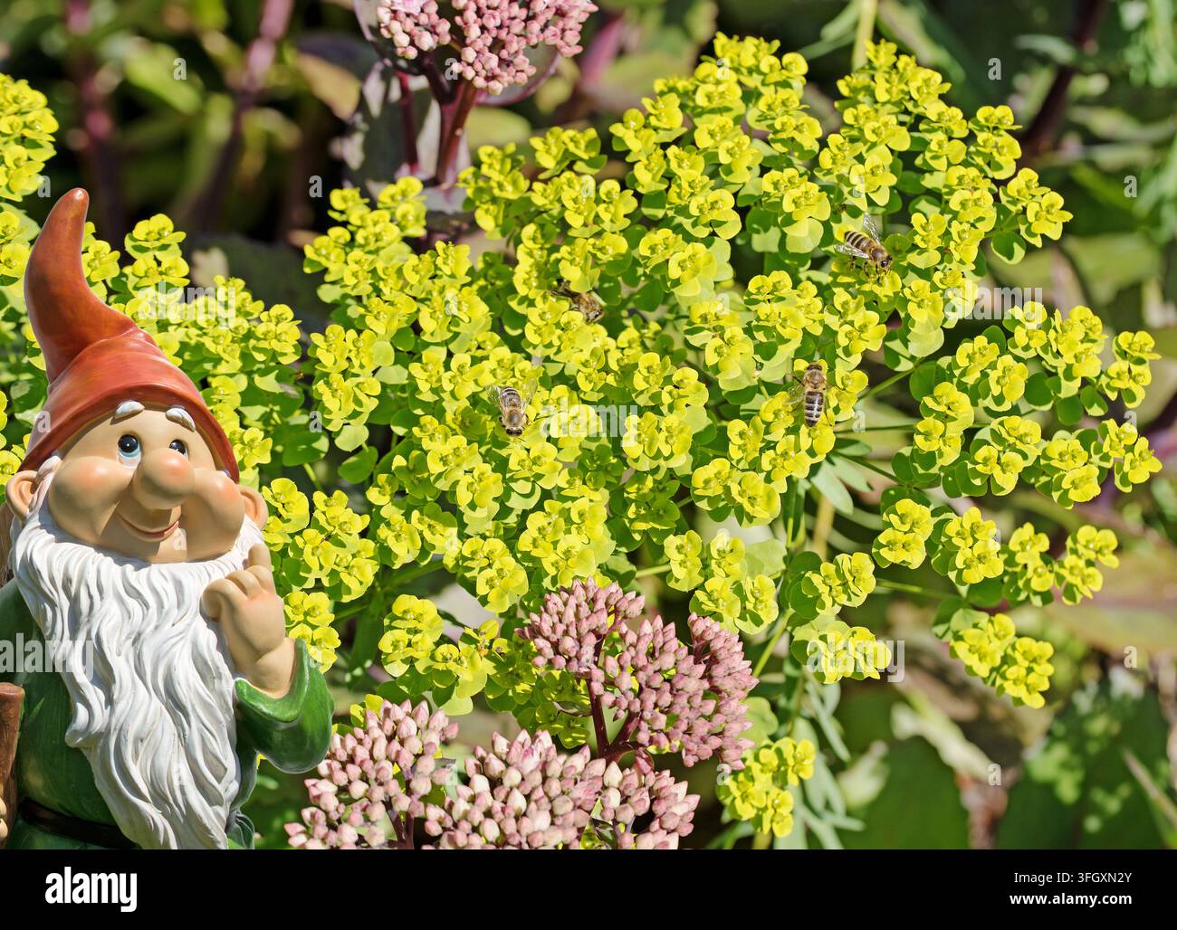 Euforbia in fiore, Euphorbia, primo piano Foto Stock