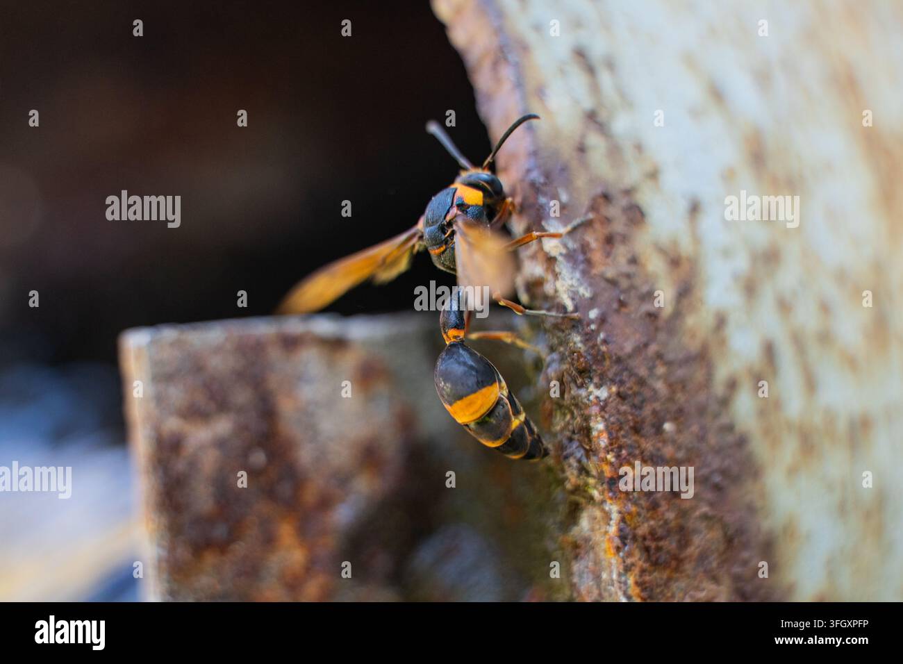 Primo piano frontale di una vespa che mostra il suo addome a strisce nere e gialle Foto Stock