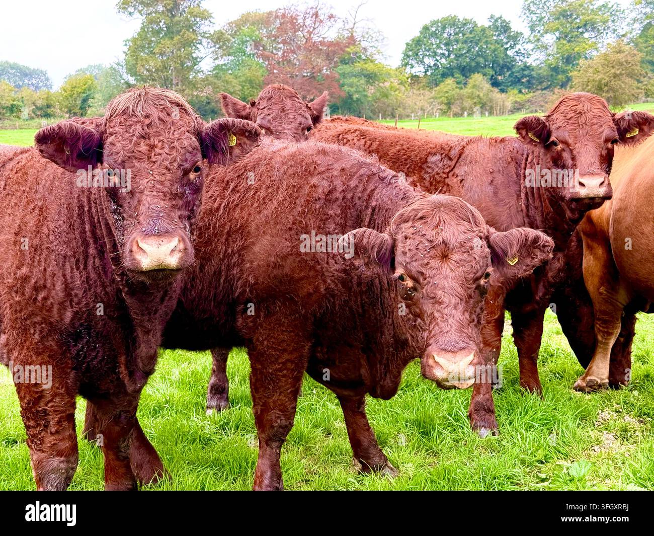 Bestiame in una fattoria in Inghilterra, Regno Unito Foto Stock