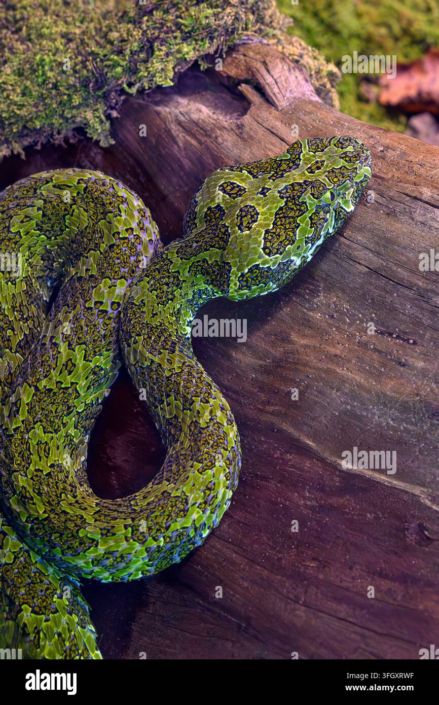 Mangshan buca viper - Protobothrops mangshanensis Foto Stock