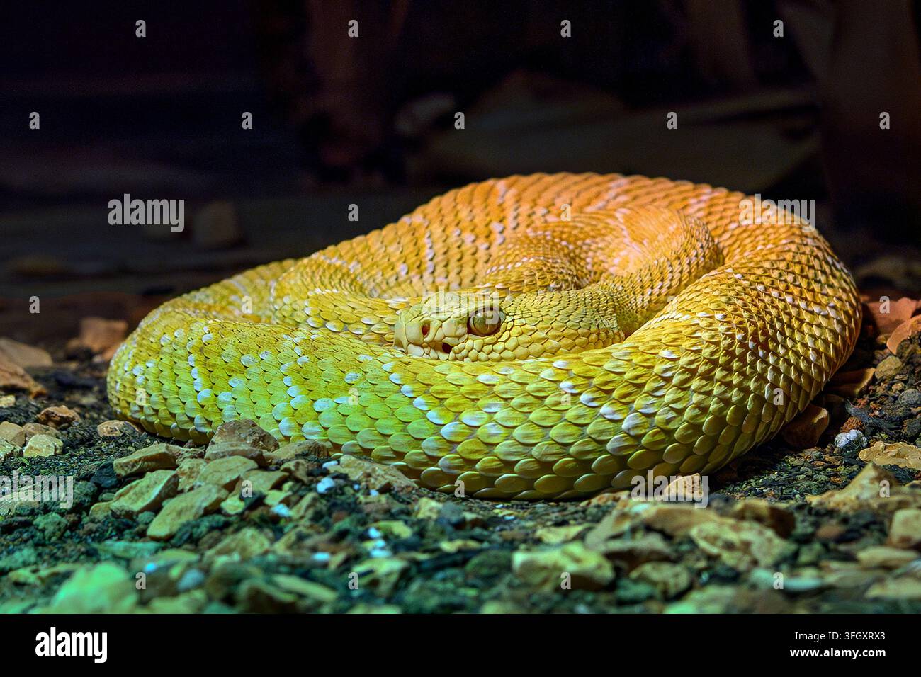 Vipera dal diamante occidentale (albino) - Crotalus atrox Foto Stock