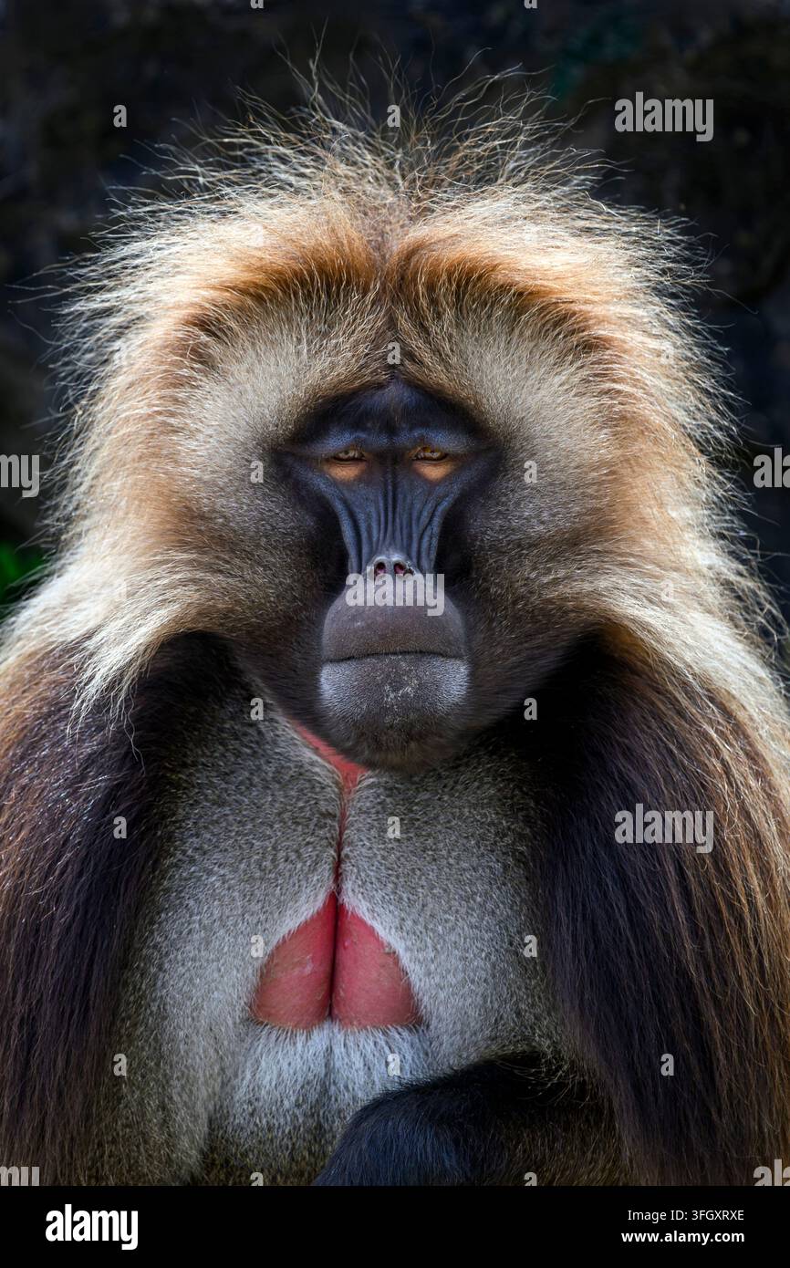 Scimmia gelada - Theropithecus gelada Foto Stock