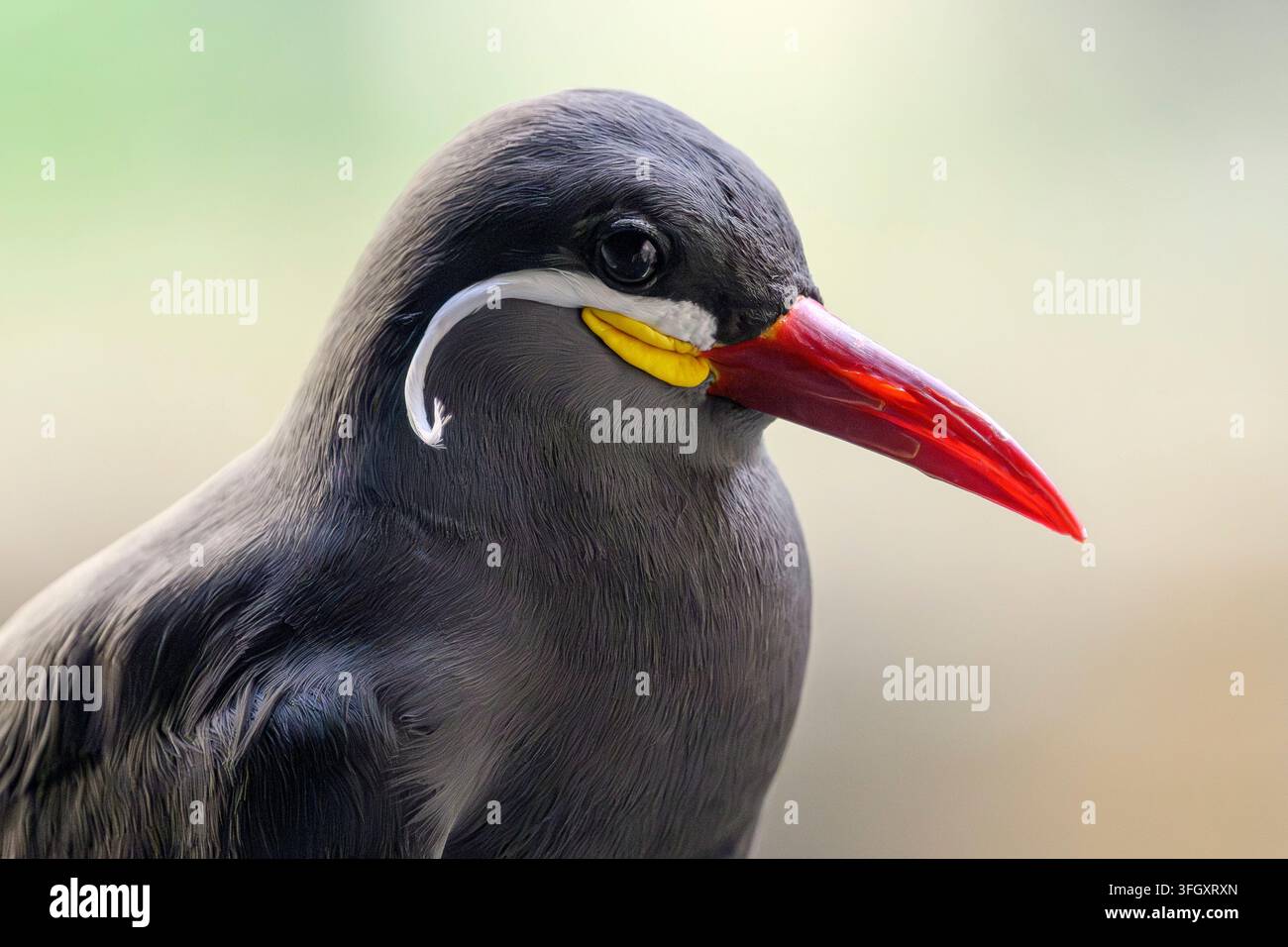 Inca tern - Larosterna inca Foto Stock