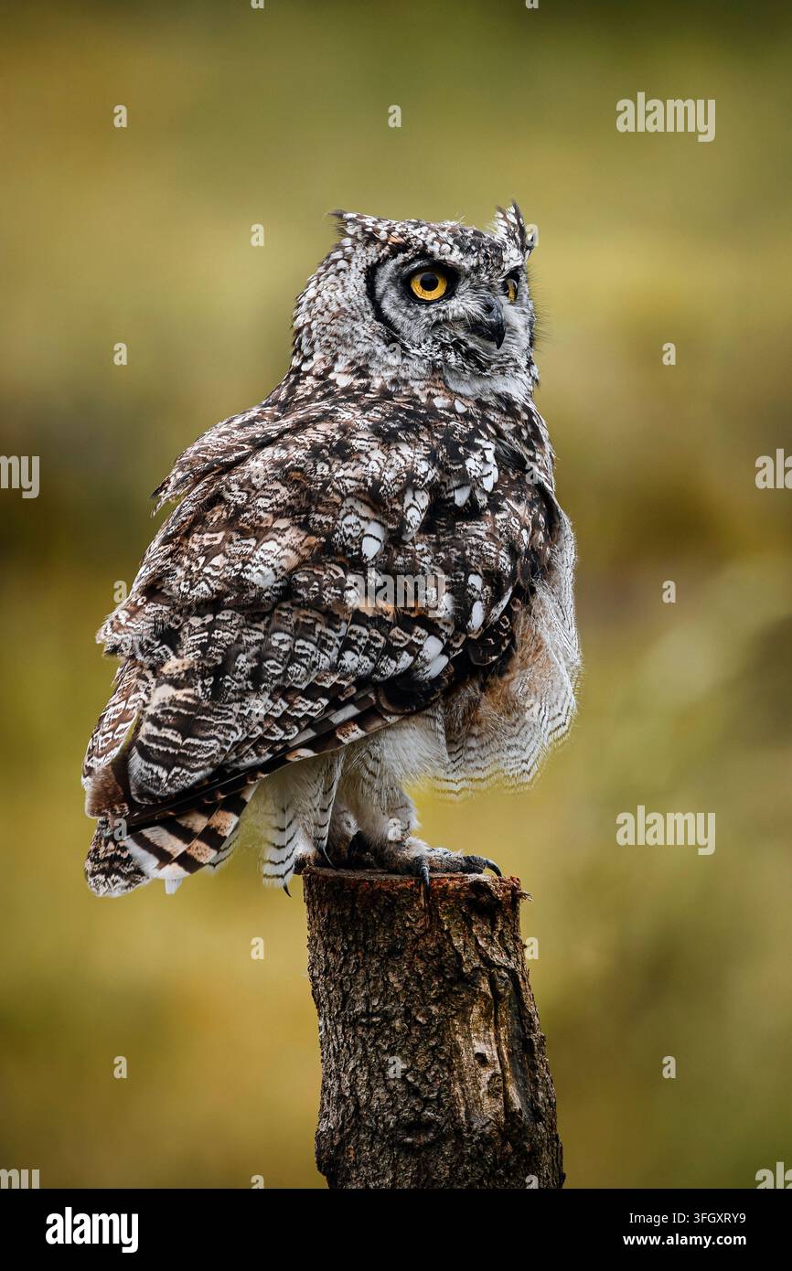 Gufo maculato - Bubo africanus Foto Stock