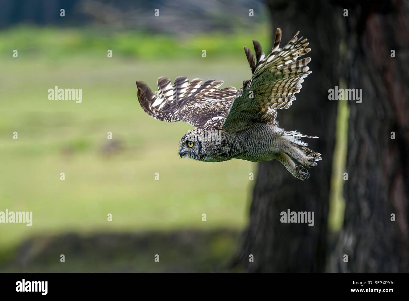 Gufo maculato in volo - Bubo africanus Foto Stock