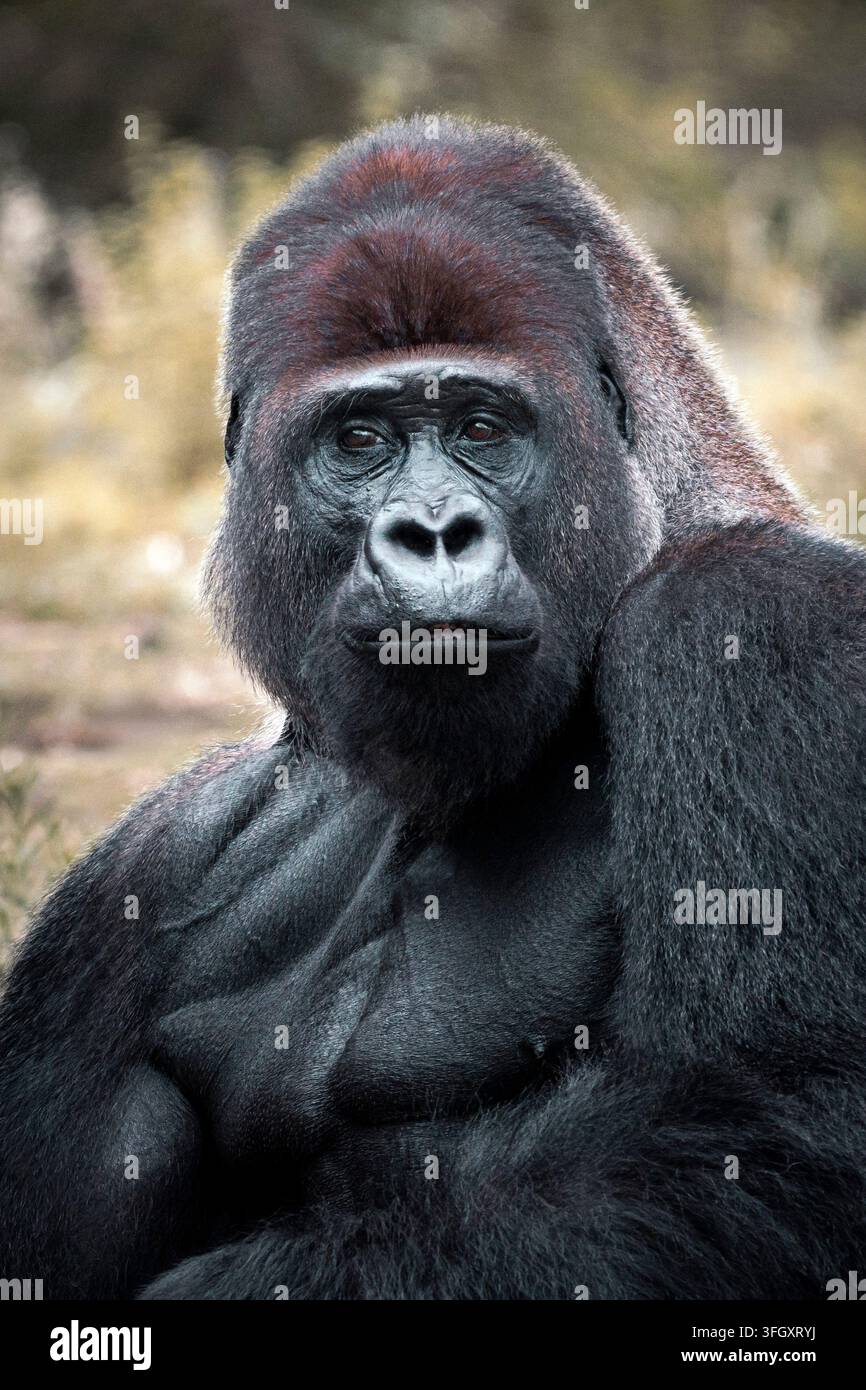 Western pianura gorilla - gorilla Gorilla Foto Stock