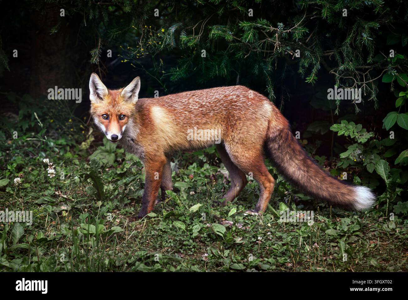 Red Fox - Vulpes vulpes Foto Stock