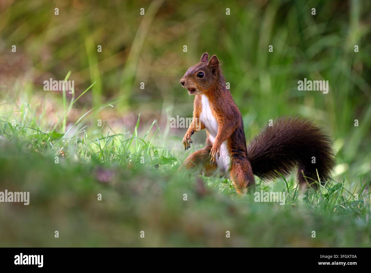 Uno scoiattolo rosso vigile in piedi su due zampe - Sciurus vulgaris Foto Stock