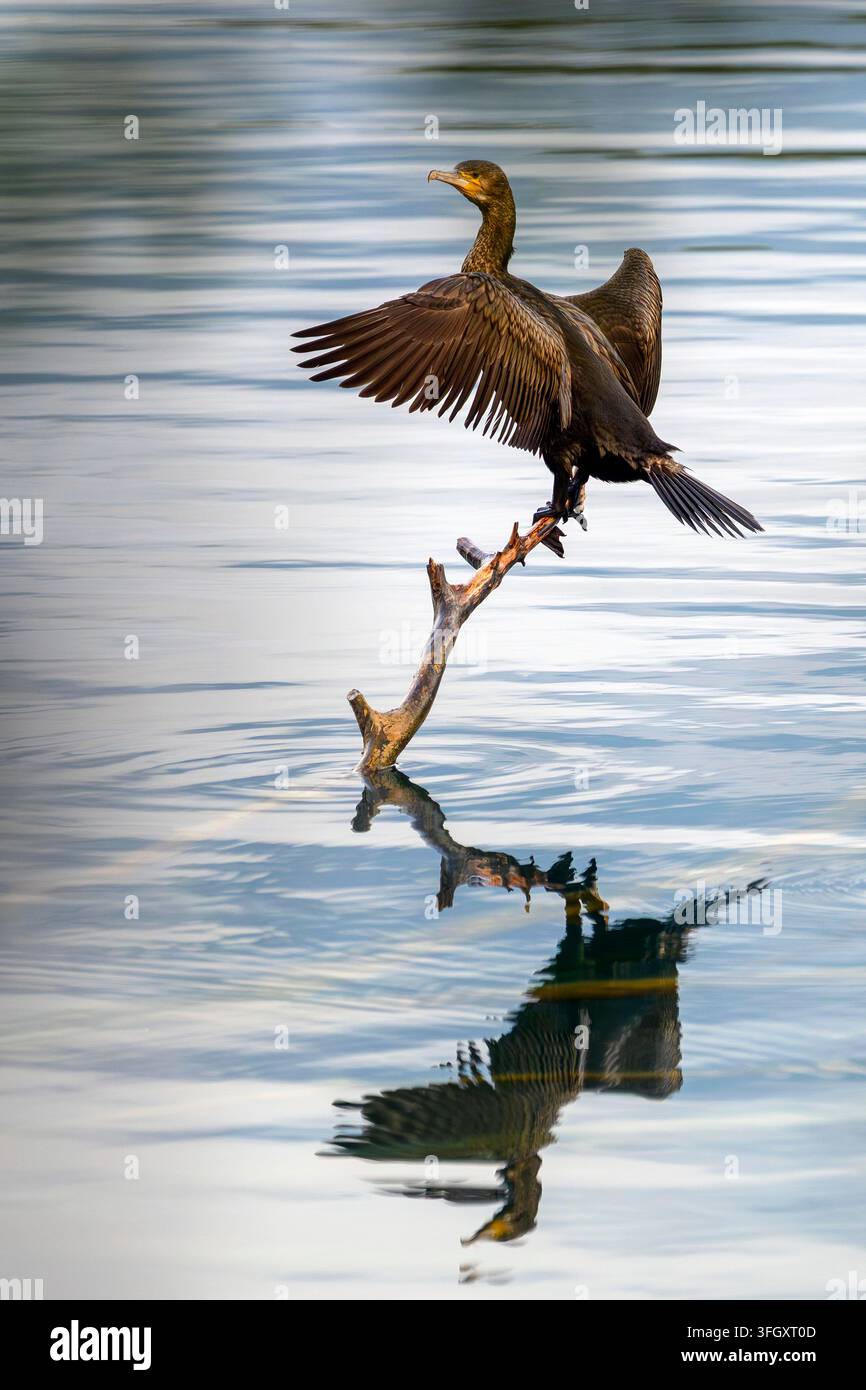 Cormorano - Phalacrocorax carbo Foto Stock