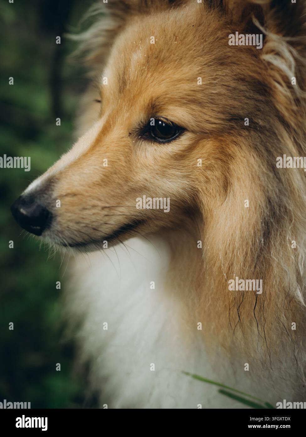 Ritratto a distanza ravvicinata di profilo di un Shetland Sheepdog nero nella natura Foto Stock