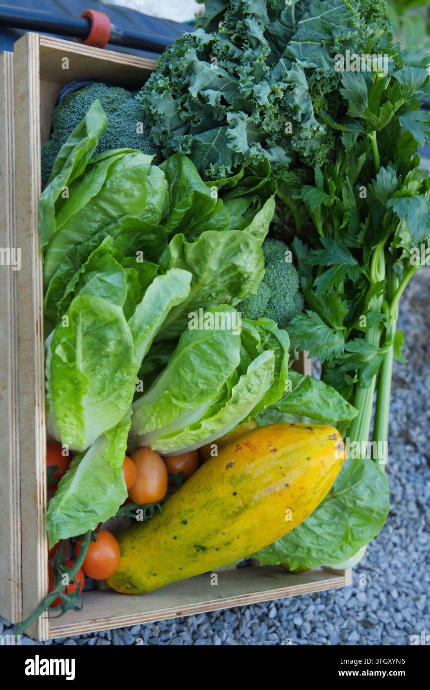 Cassetta di legno per prodotti agricoli posata su ghiaia grigia all'aperto contenente cavolo romanesco, broccoli, sedano, papaya Foto Stock