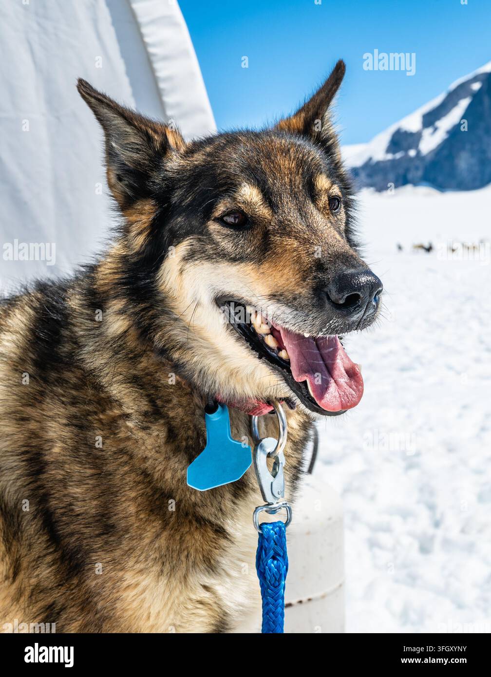 Cane da slitta davanti a un ghiacciaio innevato a Juneau, Alaska Foto Stock
