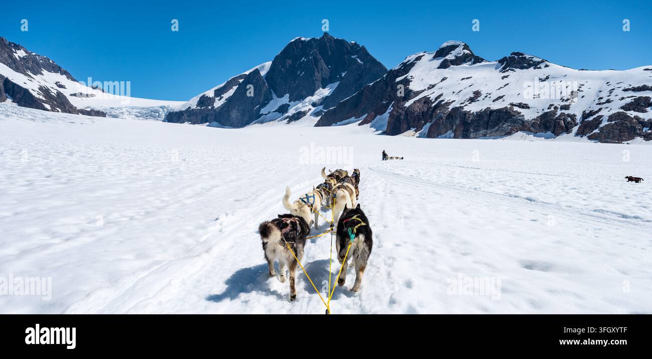 Cani da slitta dell'Alaska che corrono su un ghiacciaio montano innevato a Juneau, Alaska Foto Stock