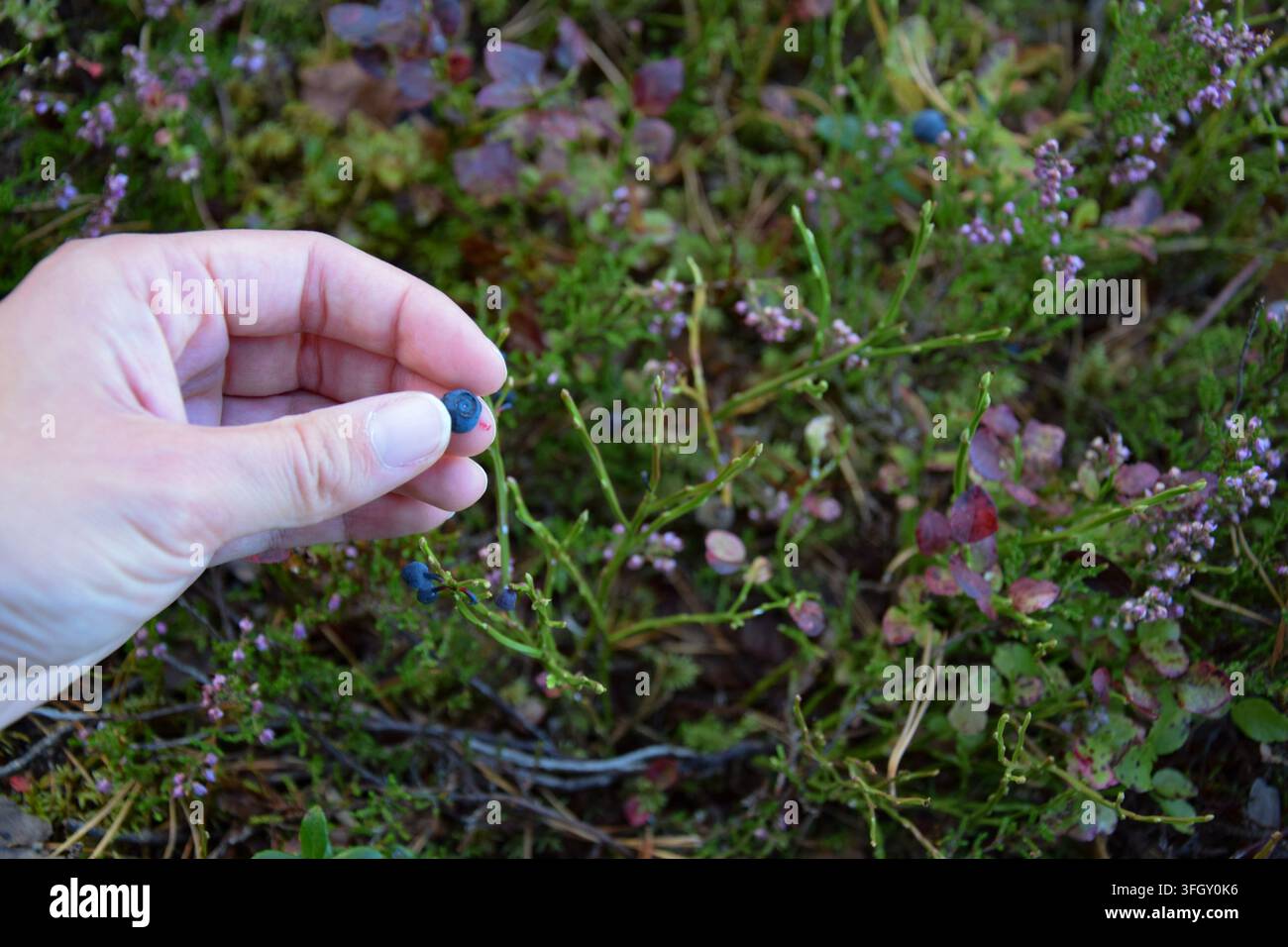 Mano che tiene una mirtillo fresco in una foresta svedese Foto Stock