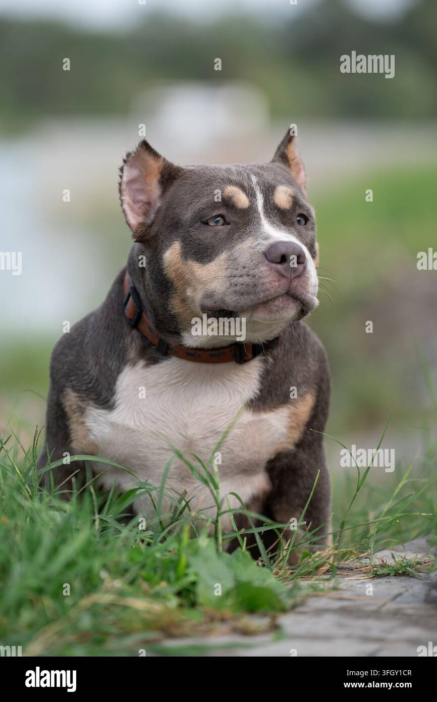 Scatto esterno dettagliato che cattura le espressioni facciali calme della rara razza American Bully, i ricchi dettagli del parco circostante e le texture del mantello corto. Piselli Foto Stock
