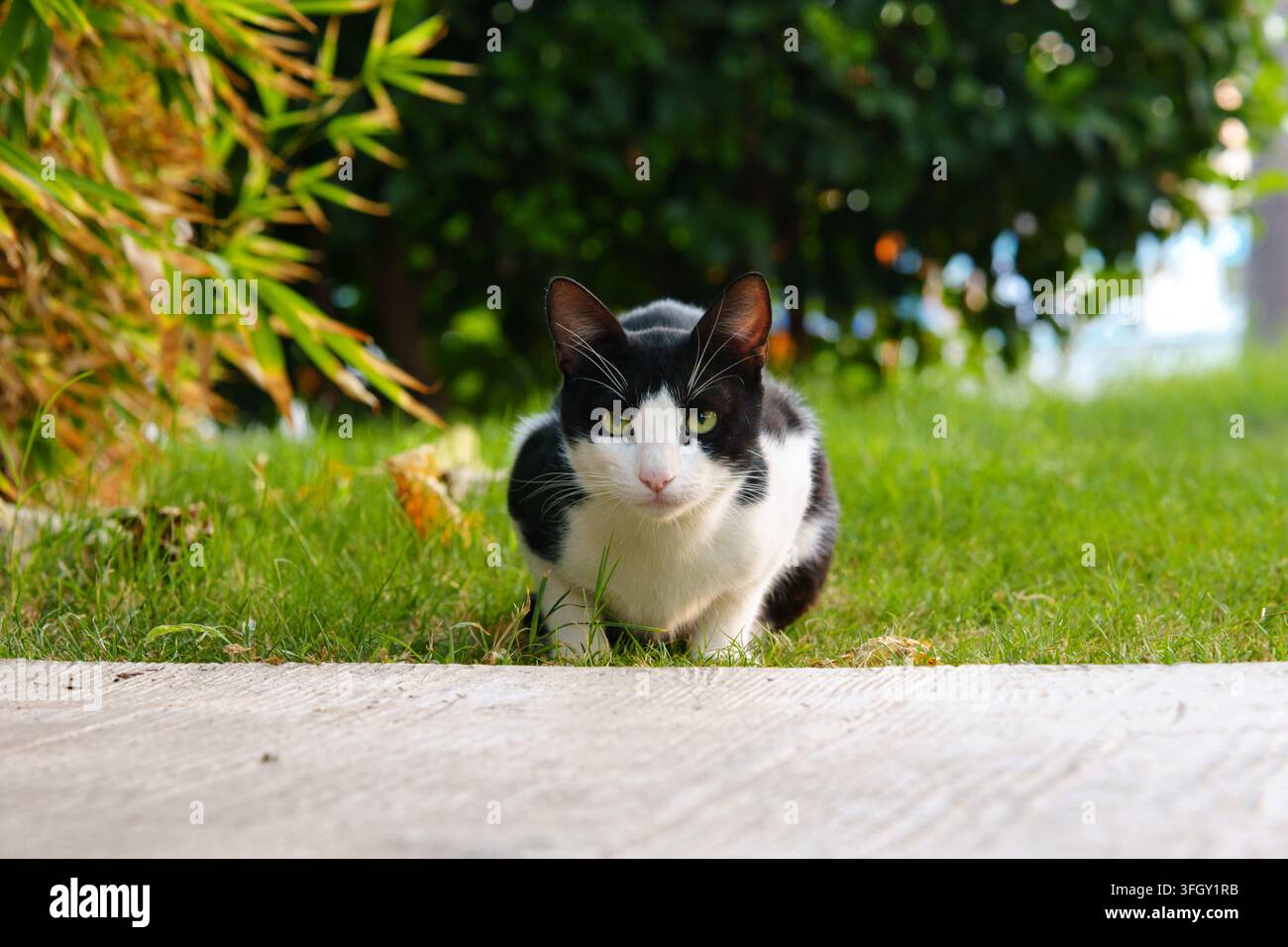 Vista frontale a bassa angolazione di un gatto in smoking bianco e nero accovacciato su erba verde fresca in un contesto di giardino, che guarda direttamente nella lente della fotocamera con Foto Stock