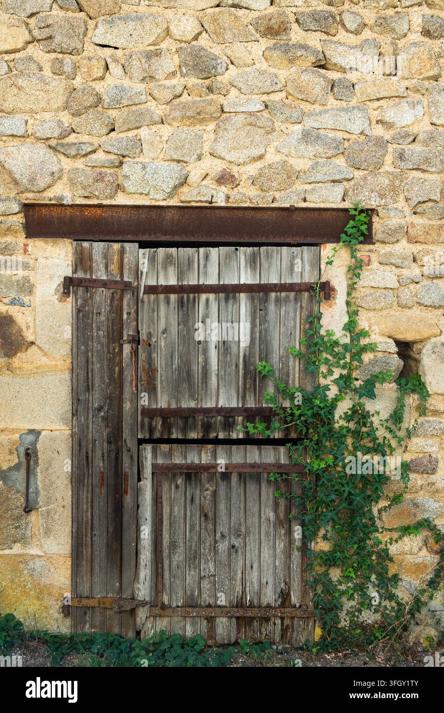Edera verde che cresce su una porta di stalla in legno rustico, Alvernia, Francia Foto Stock