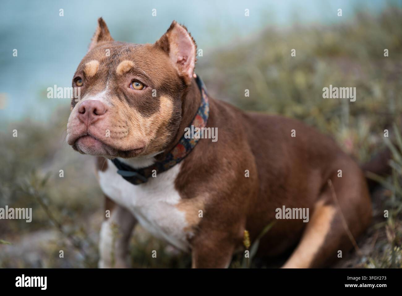 Scatto esterno dettagliato che cattura le espressioni facciali calme della rara razza American Bully, occhi ambrati, ricchi dettagli del parco circostante e il mantello corto Foto Stock