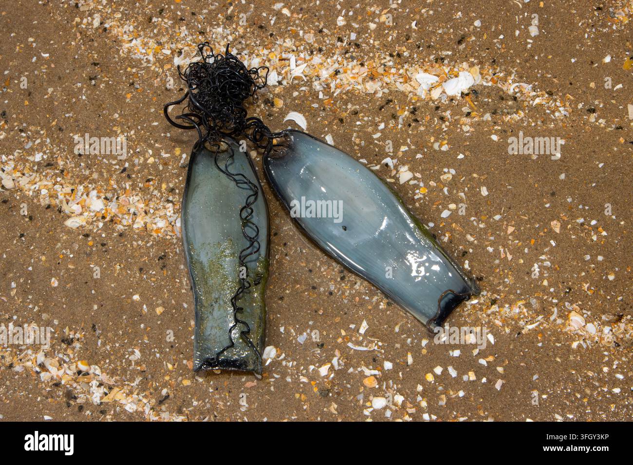 Conosciute come borse di sirena, le capsule di uova dure e coriacee di alcuni squali e razze vengono spesso spiaggiate dopo che l'embrione è schiuso. Foto Stock