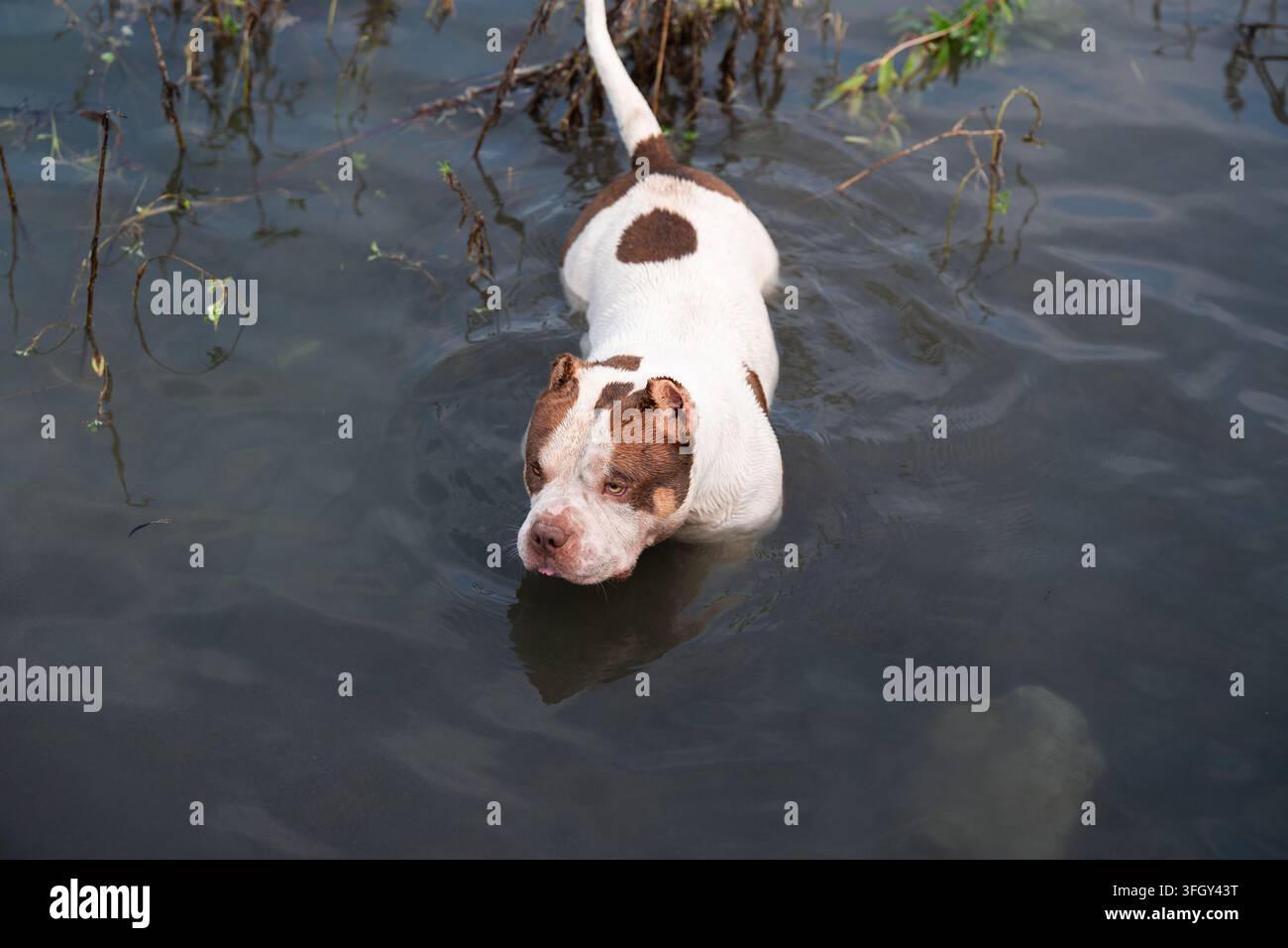 Cane American Bully che nuota all'aperto rappresentando un concetto di stile di vita attivo per animali domestici. Scena tranquilla del fine settimana ideale per l'industria commerciale degli animali domestici e la pubblicità Foto Stock
