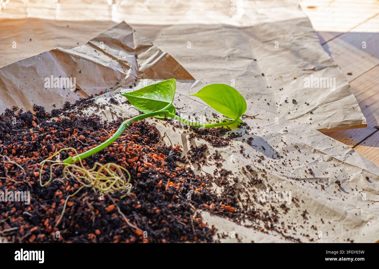 Trapiantare una pianta d'appartamento in un nuovo vaso, illustrando la cura delle piante d'appartamento e il giardinaggio domestico. Foto Stock