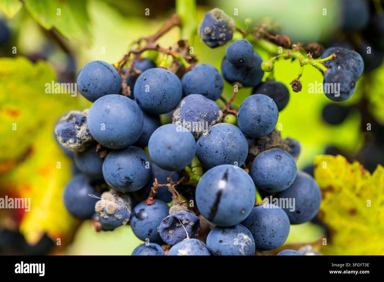Acini di uva della varietà REGENT infestati dalla botrite grigia, anche chiamata muffa grigia o Botrytis cinerea. A seconda del momento dell'infezione, gli acini immaturi possono sviluppare marciume acido precocemente nella stagione o marciume nobile negli acini già pronti per la vendemmia. Gli acini affetti da marciume nobile presentano una qualità particolarmente elevata in condizioni di tempo secco autunnale. 03.09.2026 Marciume nobile su acini di uva maturi *** Acini della varietà REGENT infestati dalla botrite grigia, nota anche come Botrytis cinerea, possono sviluppare marciume acido negli acini immaturi se l'infezione si verifica all'inizio della stagione, o marciume nobile negli acini già pronti per la vendemmia Foto Stock
