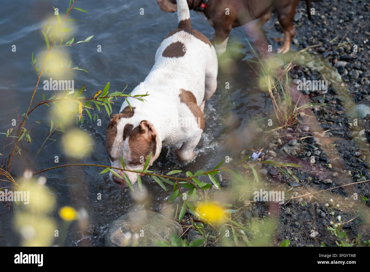 Fotografia stock professionale di alta qualità che mostra il benessere degli animali domestici, l'addestramento delle razze di cani muscolosi e l'esplorazione di ambienti di sollievo termico nell'acqua Foto Stock