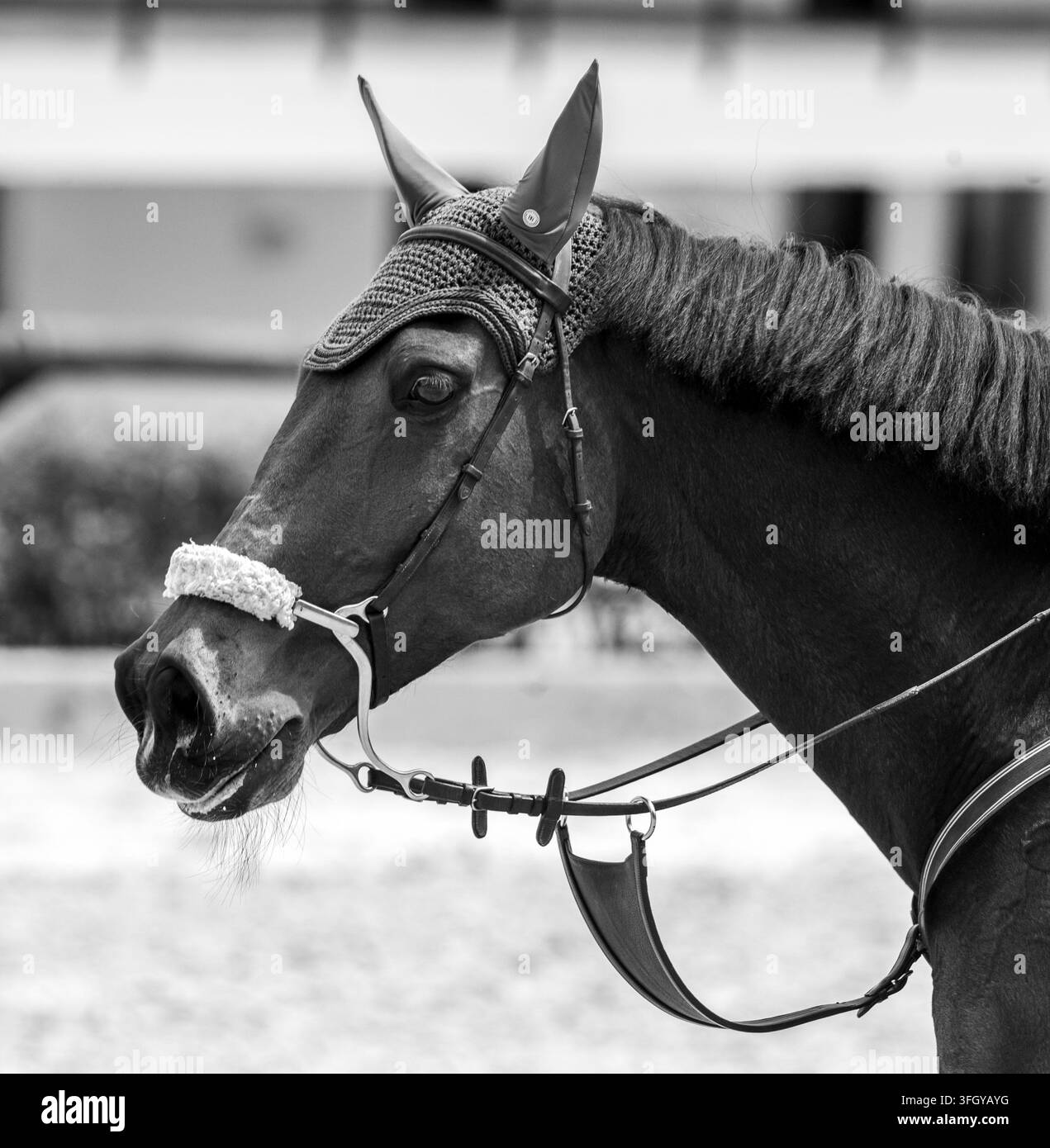 cavalli nello sport Foto Stock