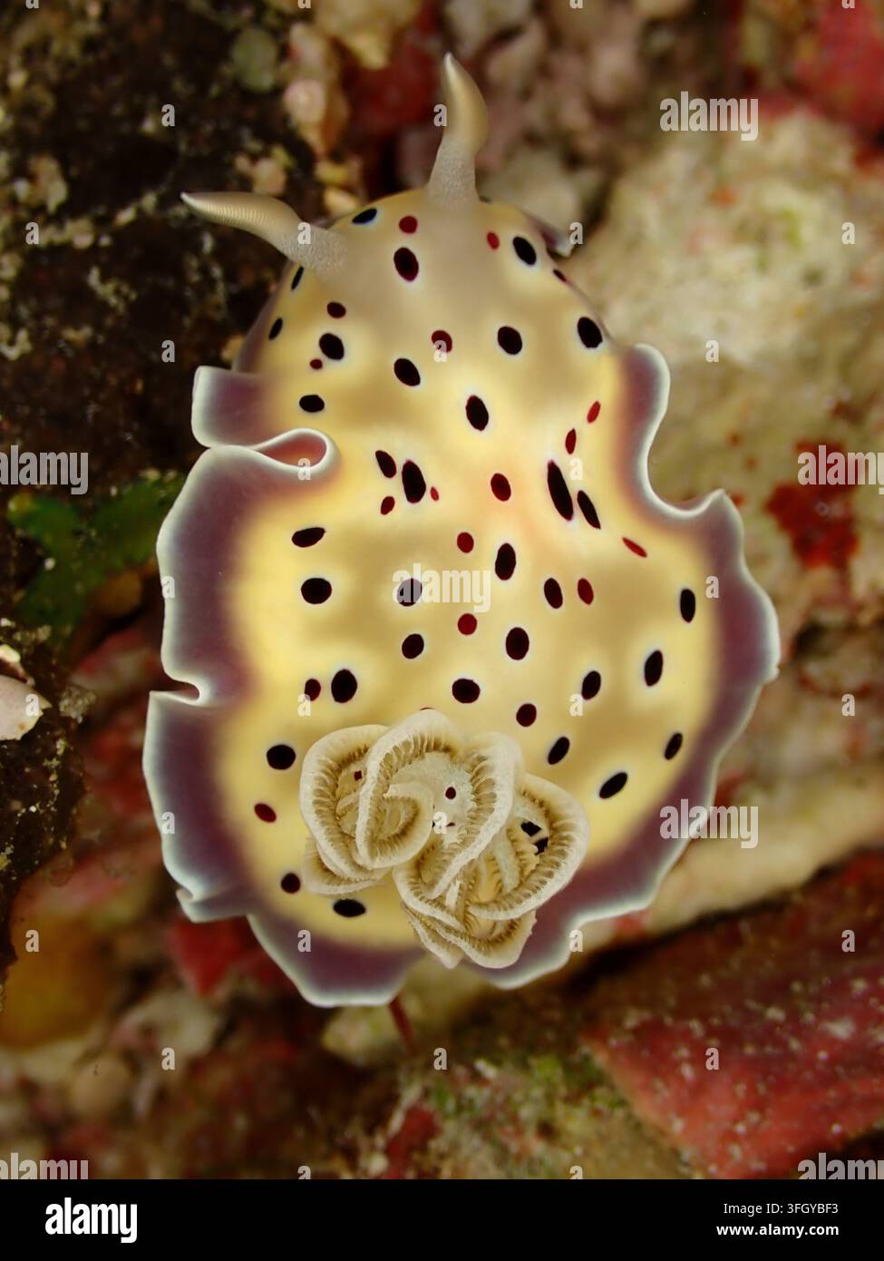 Nudibranchio colorato Goniobranchus kuniei con macchie nere e margini viola sott'acqua Foto Stock