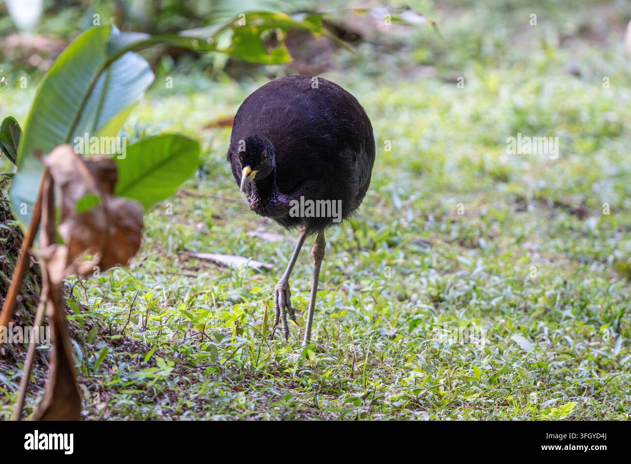 Uccello nero delle paludi con zampe lunghe che cerca cibo sul suolo erboso della foresta nella Riserva Nazionale di Tambopata, Perù. Scena della fauna della foresta pluviale tropicale che mostra un così Foto Stock