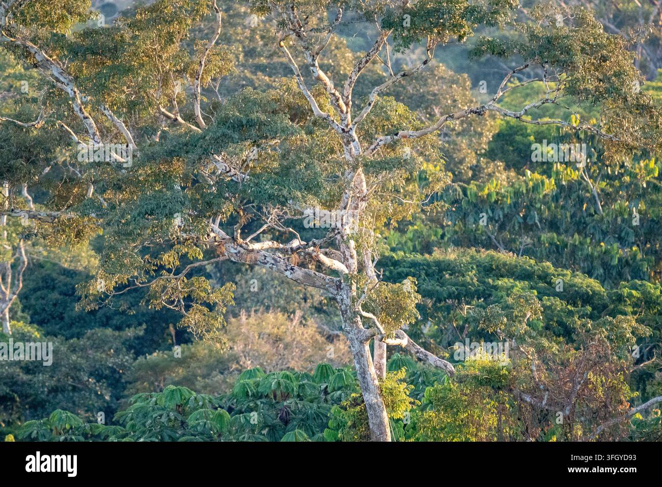 Albero maturo illuminato dal sole che si erge sopra una fitta chioma tropicale nella Riserva Nazionale di Tambopata, Perù, evidenziando vegetazione a strati, corteccia strutturata e caldo e Foto Stock