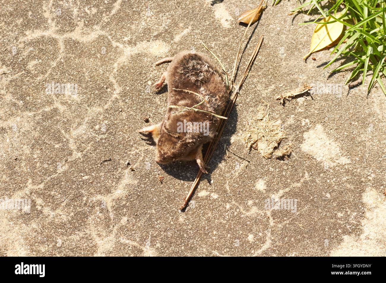 Una talpa morta su un sentiero di cemento dopo una forte pioggia. Foto Stock