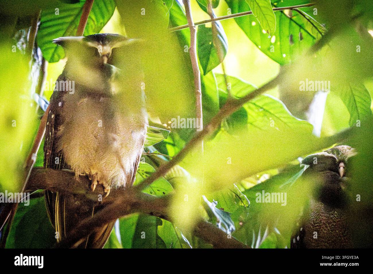 Un uccello Potoo criptico appollaiato tra foglie verdi dense nella chioma della foresta pluviale della Riserva Nazionale di Tambopata, Perù. Luce soffusa e mimetizzazione trasmettono m Foto Stock