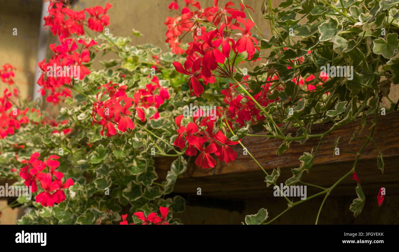 Pelargonio dalle foglie di edera fiorito di rosso con fogliame variegato in un vaso rustico Foto Stock