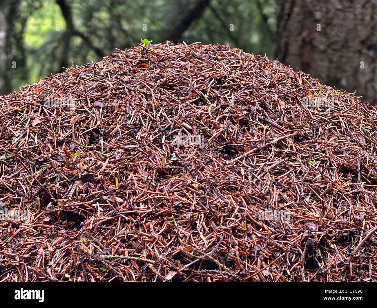 Nido di formiche fatto di aghi di pino in una foresta vicino a Lany, Boemia centrale, Repubblica Ceca Foto Stock