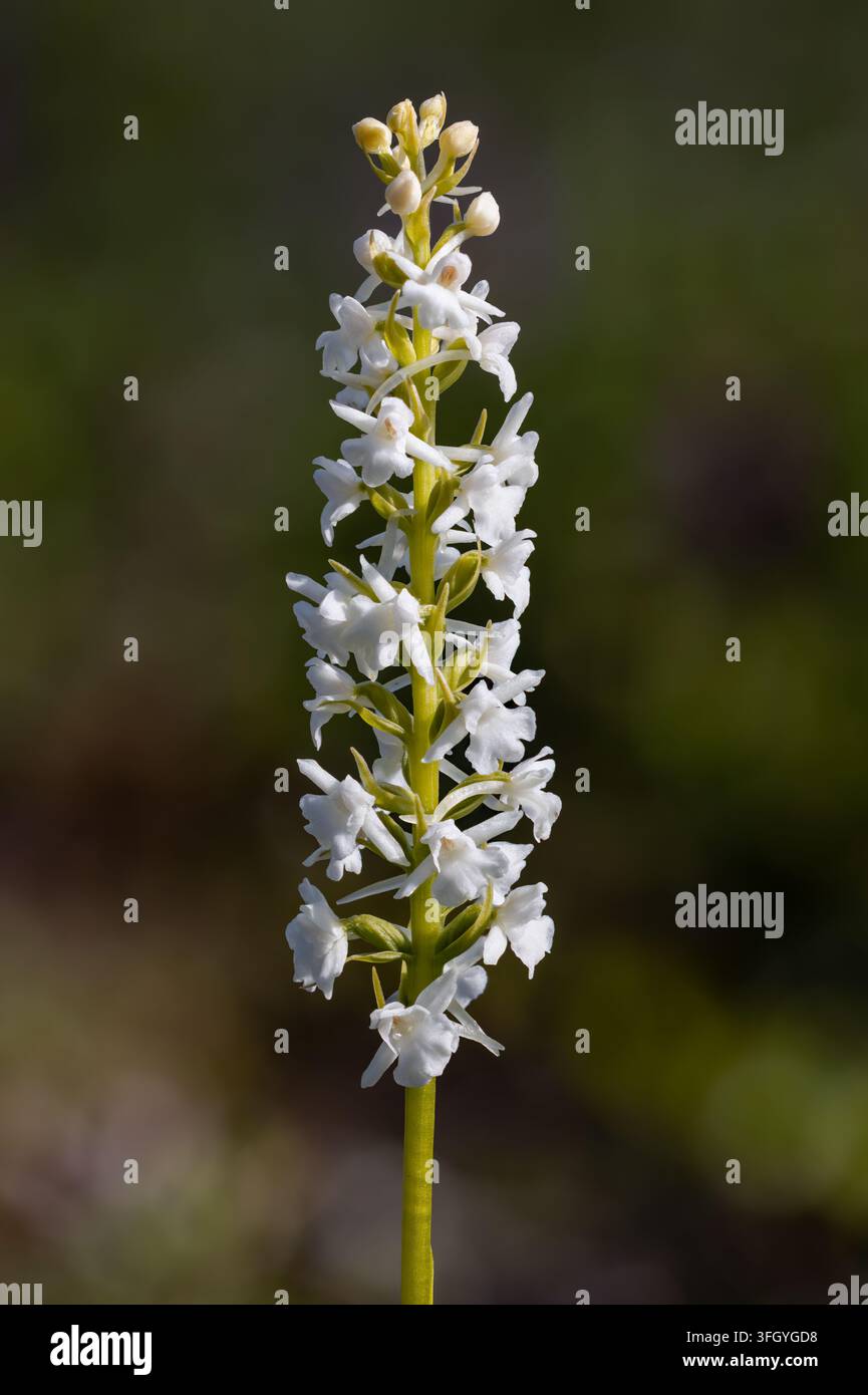 Orchidea profumata con fiori bianchi Foto Stock