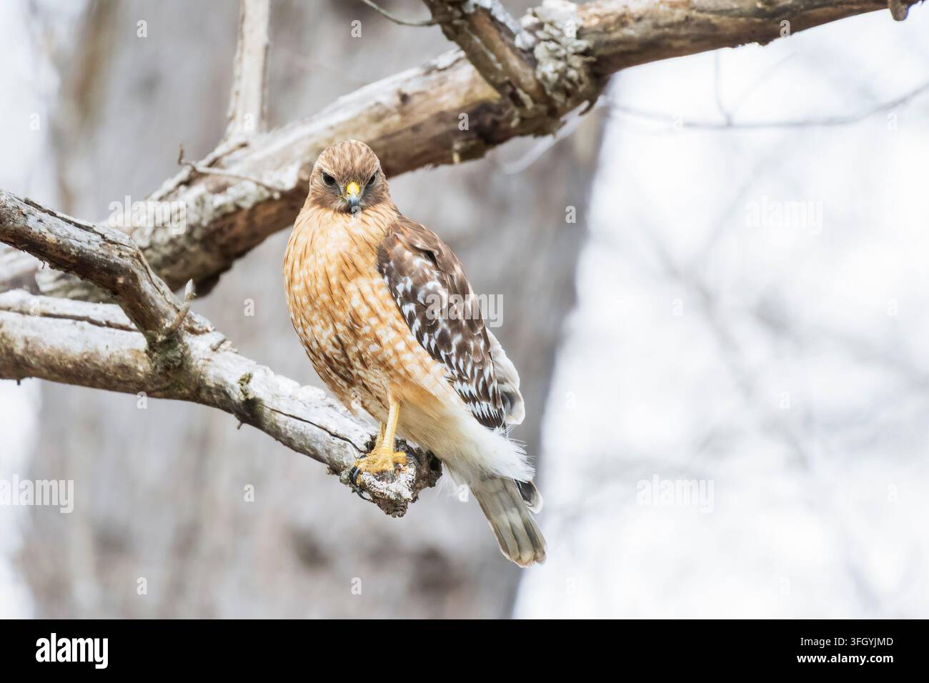 Falco dalle spalle rosse (Buteo lineatus) appollaiato su un ramo d'albero. Chesapeake e Ohio Canal National Historical Park. Maryland. STATI UNITI Foto Stock