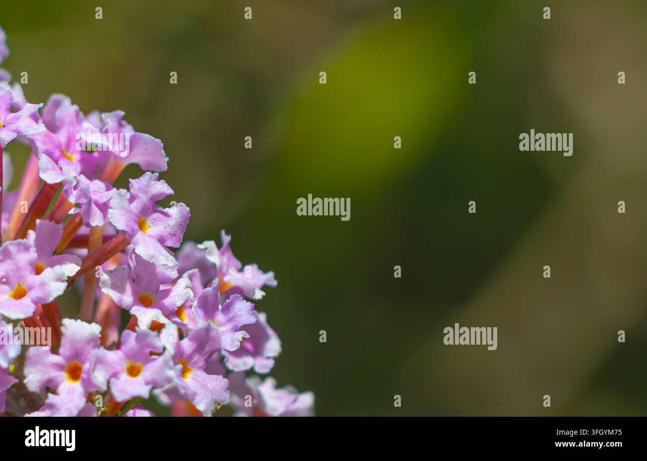 Un gruppo di fiori mostra petali rosa con centri gialli. Questi fiori crescono in un giardino. La luce del sole illumina la scena, creando un'atmosfera vivace Foto Stock