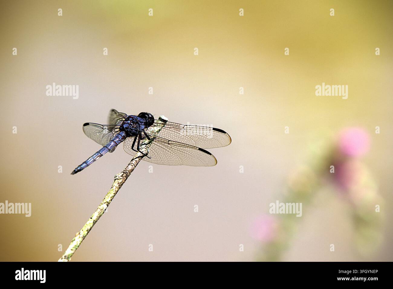 Una libellula maschio Libellula incesta si posa su un ramo sottile ricoperto di licheni. Foto Stock