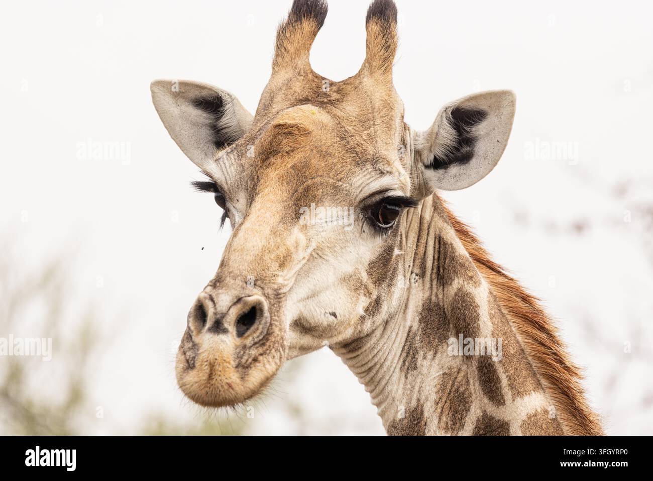 Vista di una testa e un collo di giraffa con motivi di pelo dettagliati e lunghe ciglia in Sudafrica. Foto Stock