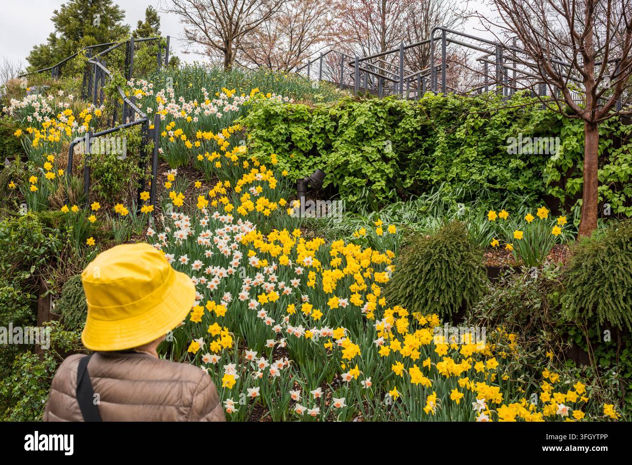 Donna in piedi davanti ai tulipani primaverili, Little Island, NYC, USA. Foto Stock